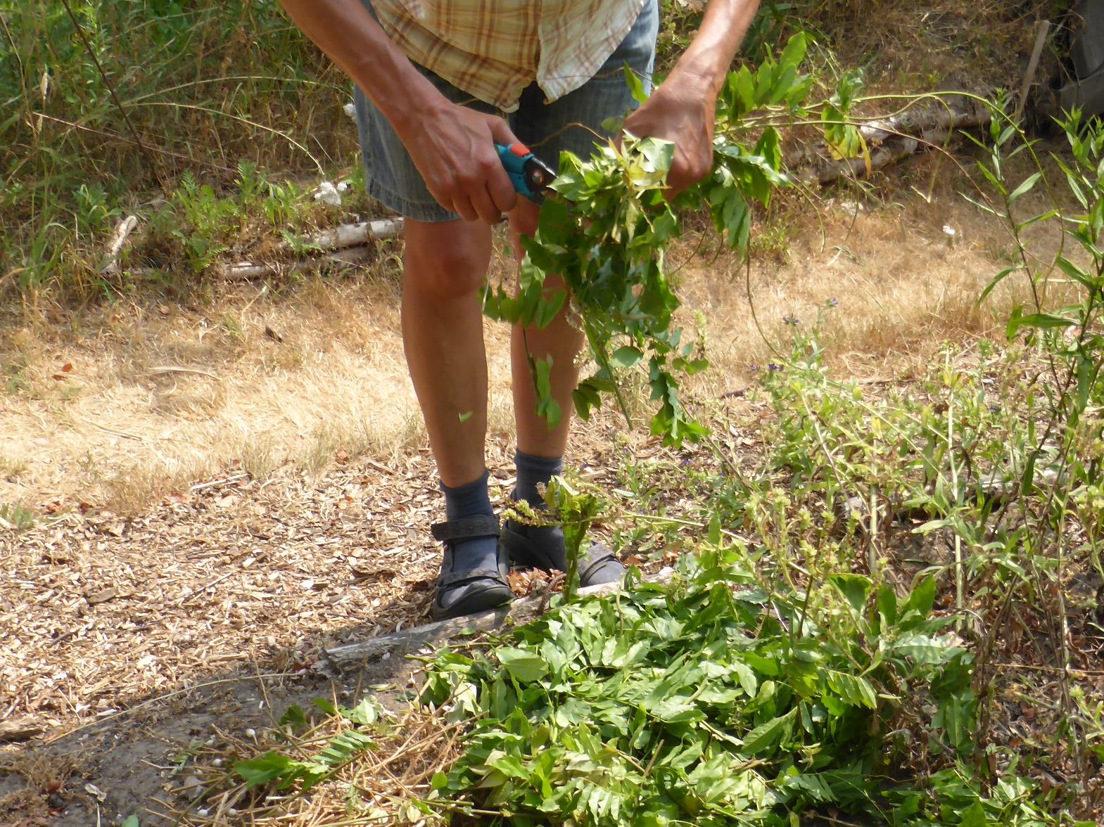 Tips voor het omgaan met (het einde van) de droogte in eigen tuin
