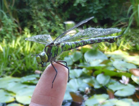 Grote groene libelle in de Naturentuin