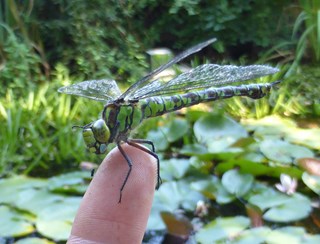 Grote groene libelle in de Naturentuin