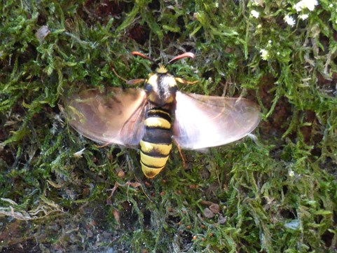 hoornaarvlinder Naturentuin