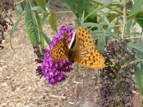 keizersmantel Naturentuin