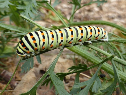 rups koninginnepage Naturentuin