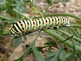 rups koninginnepage Naturentuin