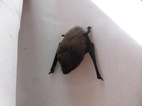 vleermuis in de parasol Naturentuin