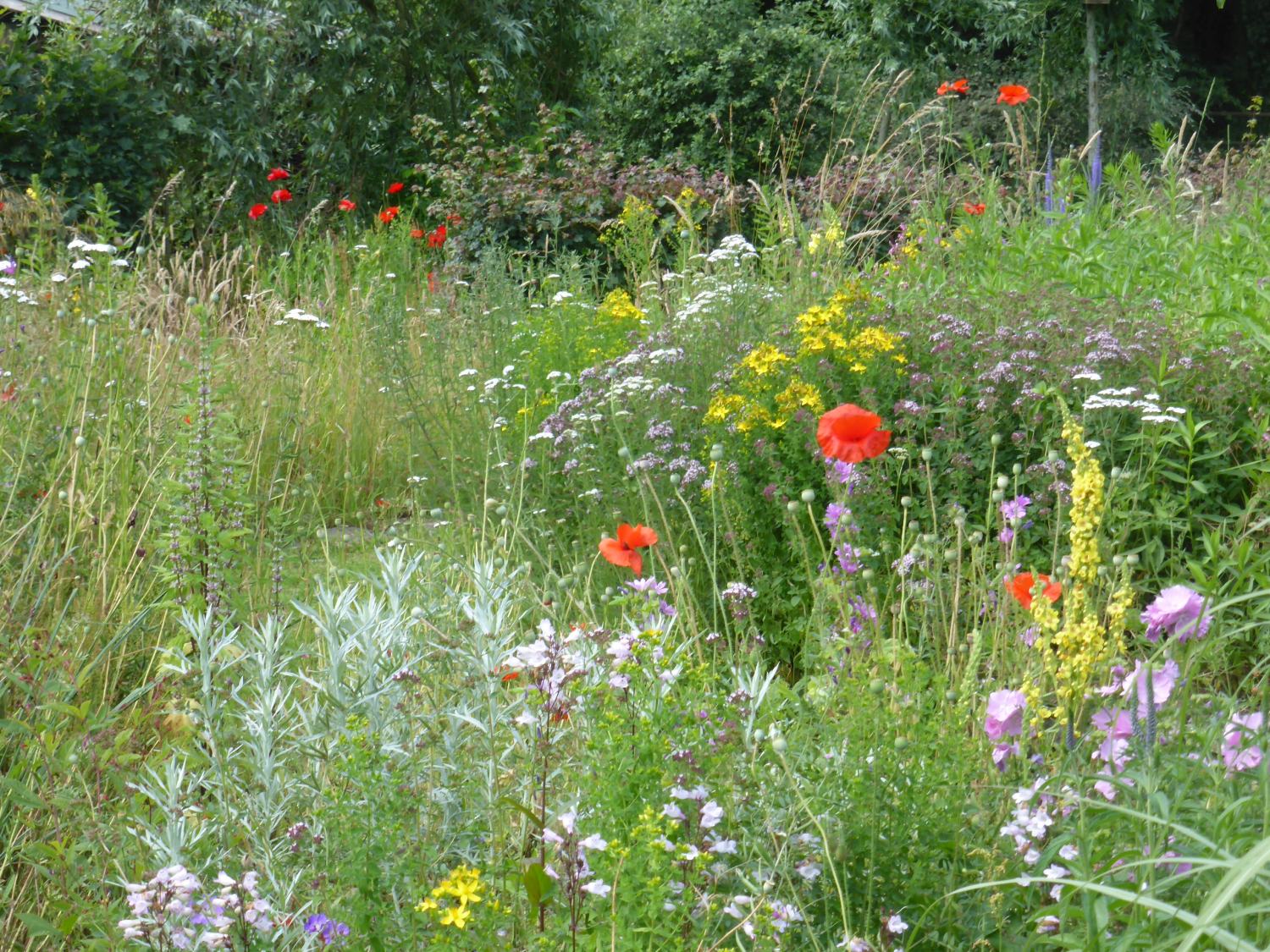 Zomeractiviteiten in de Naturentuin