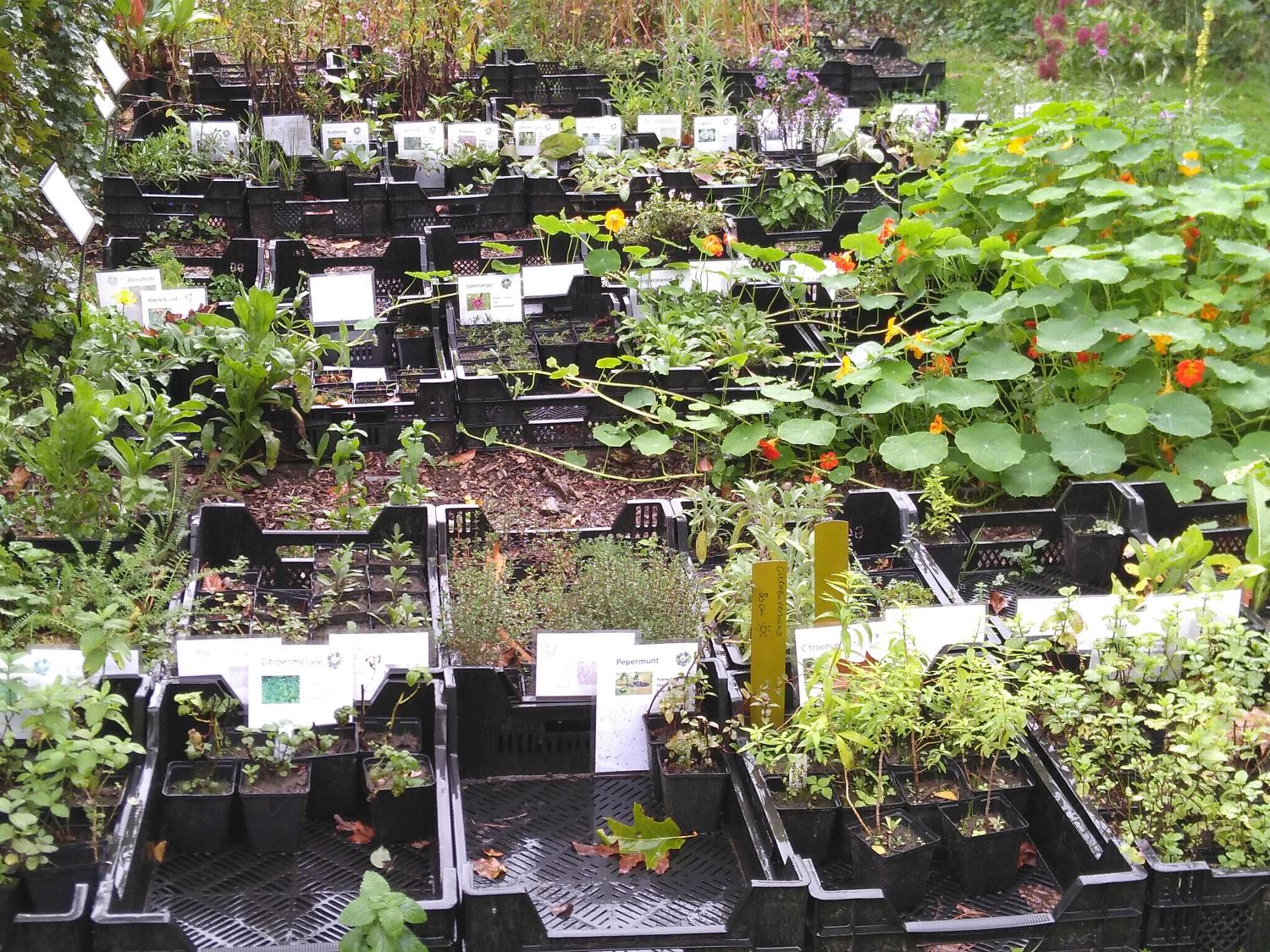 Najaar en plantenverkoop