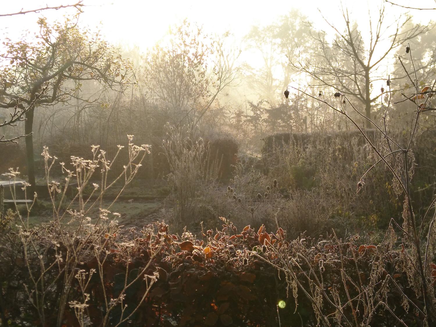 Naturentuin in de winter