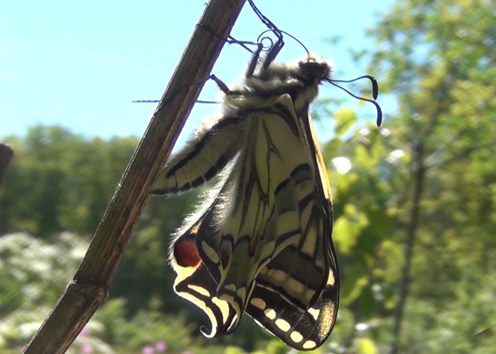 Koninginnepage van rups tot vlinder, film