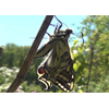 Koninginnepage van rups tot vlinder, film