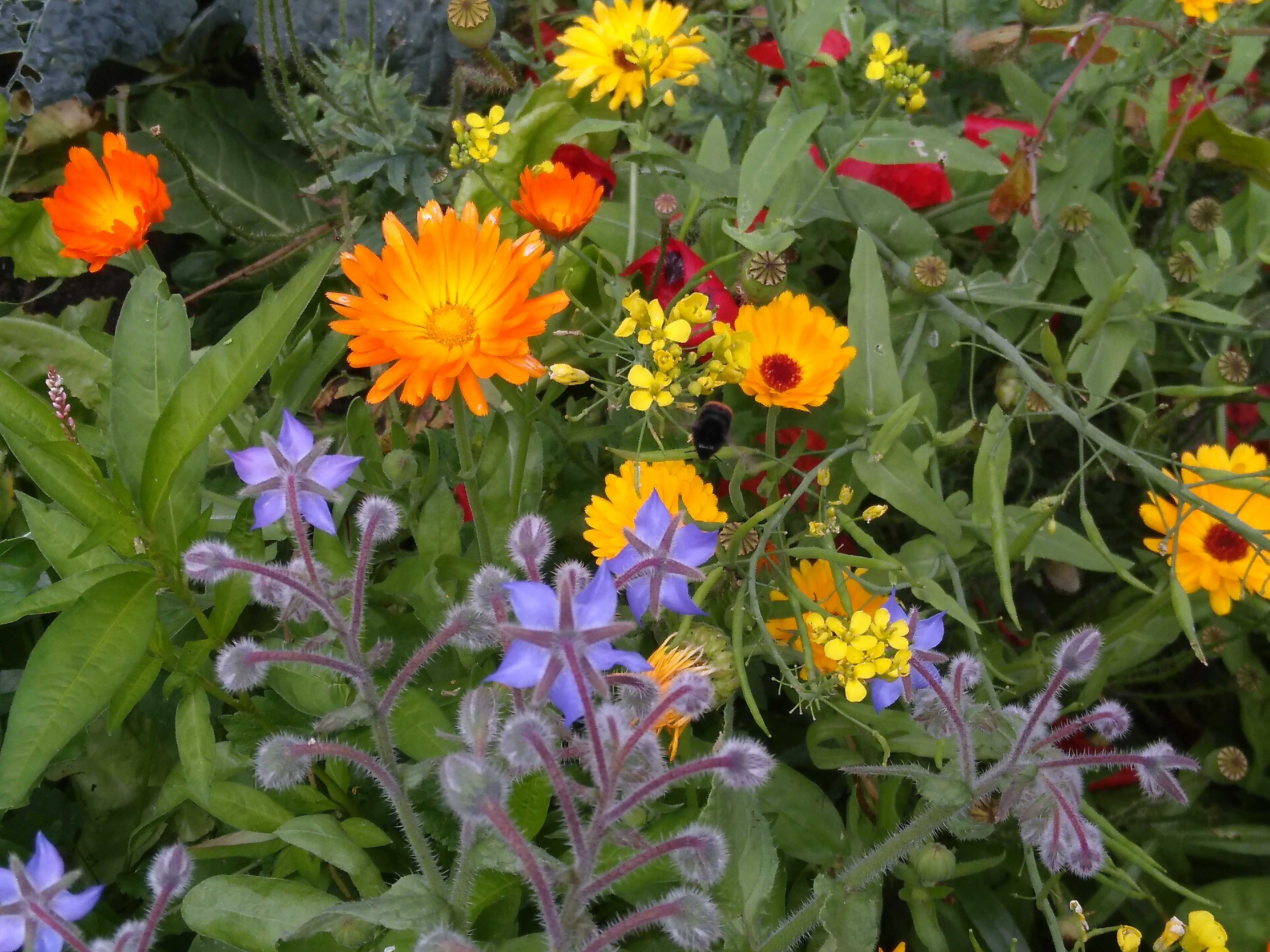 Een bijzondere zomer in de Naturentuin