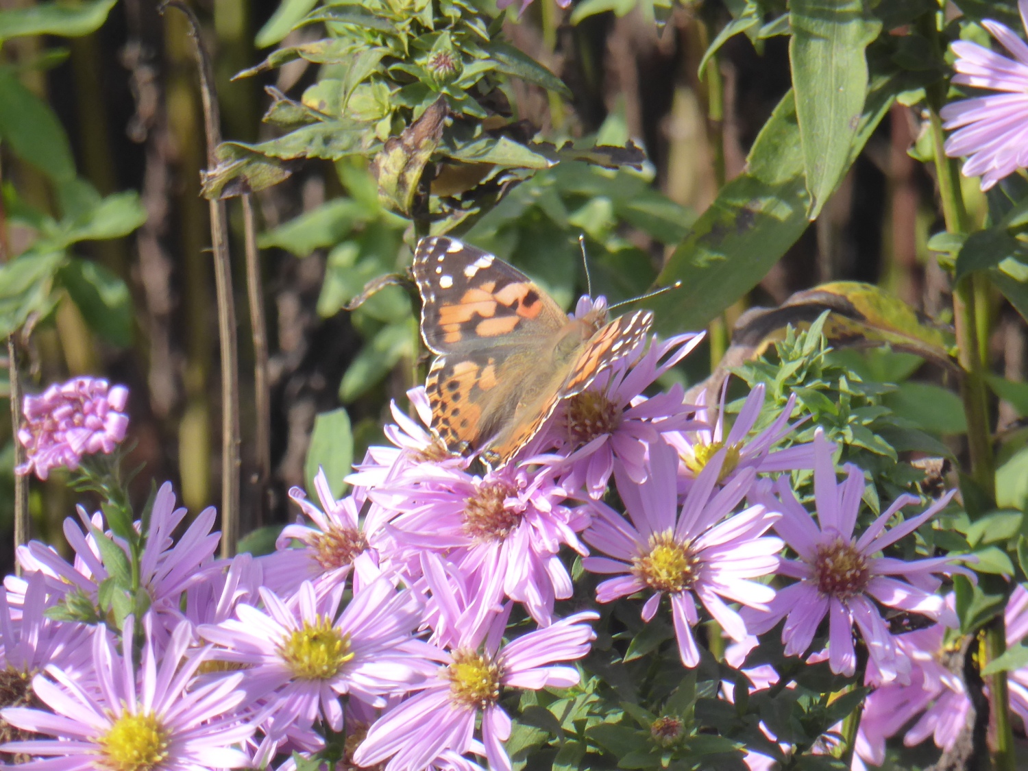 Najaar in de Naturentuin