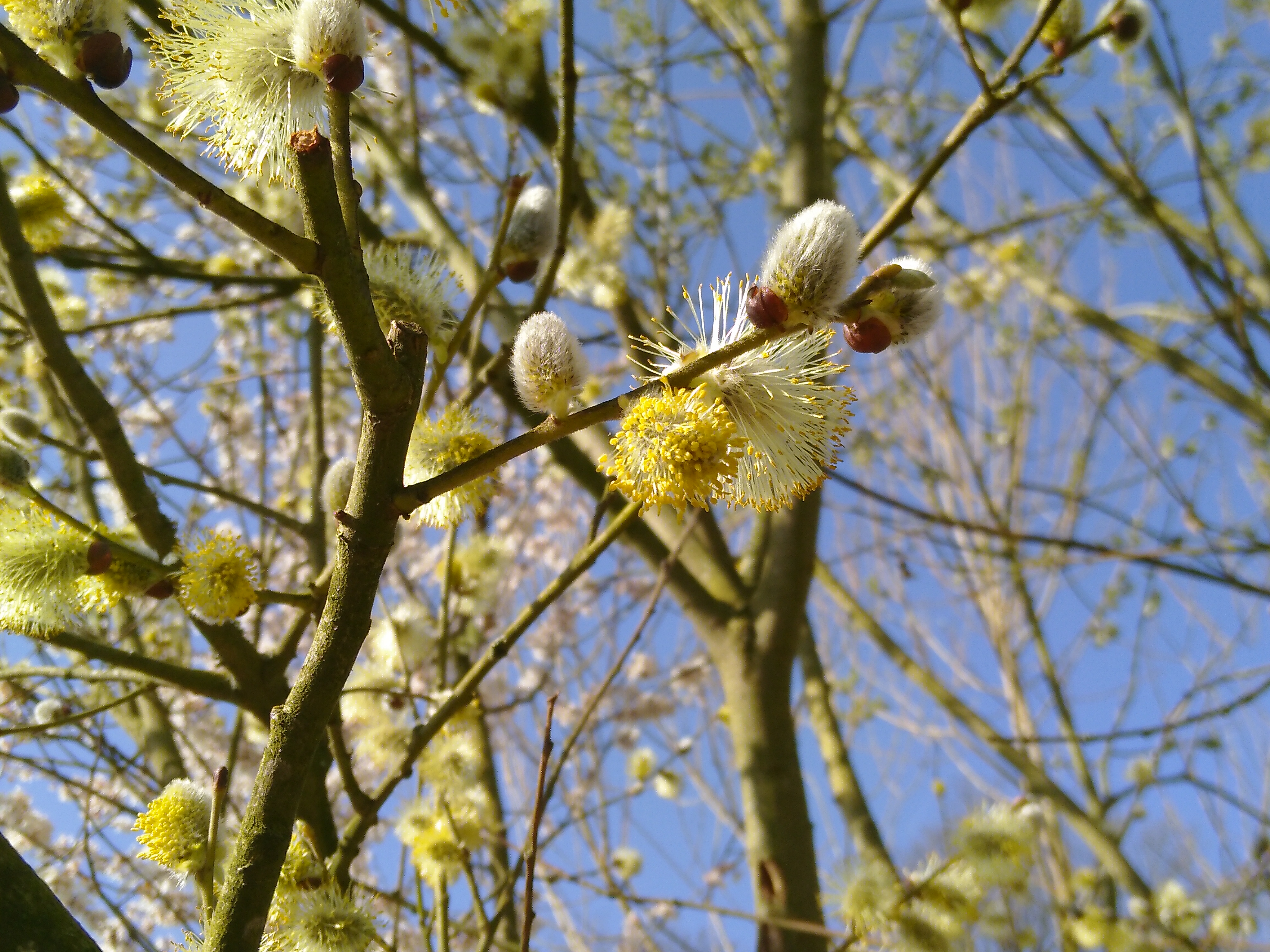 Steun de Naturentuin en word Tuinvriend