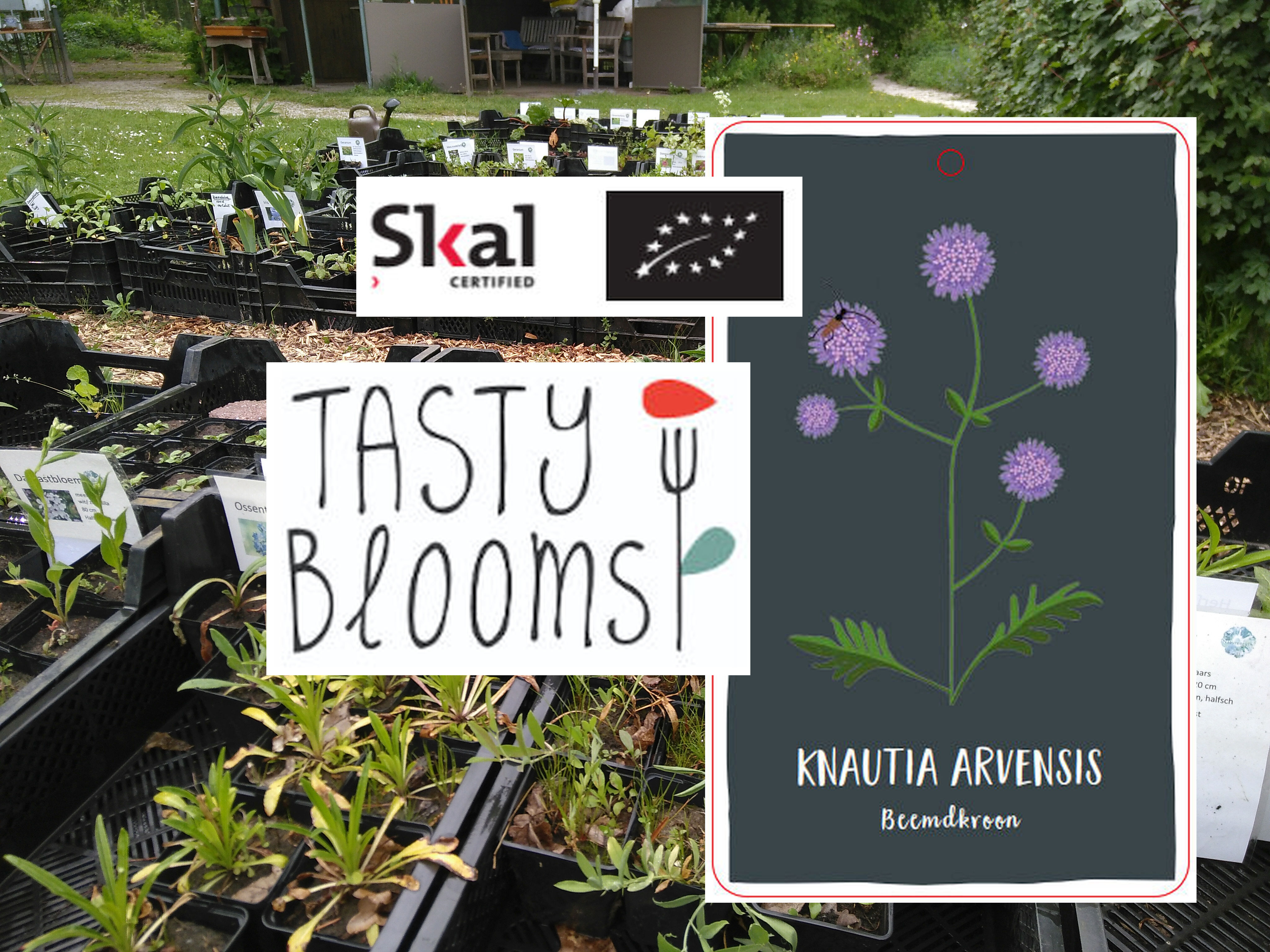 Nieuwe soorten te bestellen in de Naturentuin