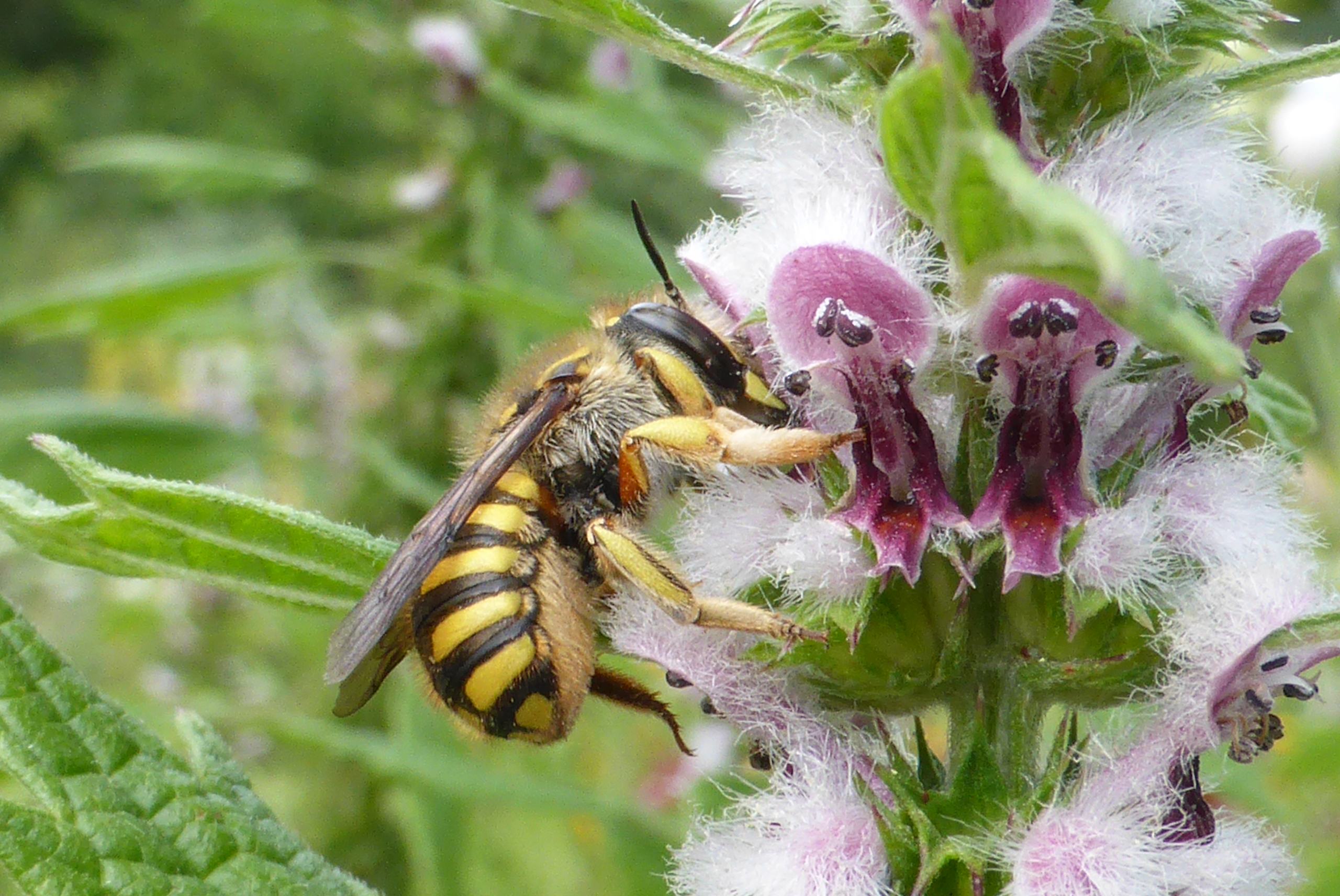 Bijentelling en Plantjesdag
