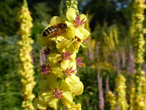 Zomer in de Naturentuin