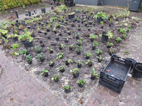 13 Tuin Caroline voor de aanplant