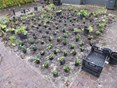 13 Tuin Caroline voor de aanplant