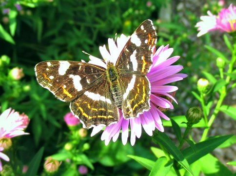 Landkaartje op herfstaster in de Naturentuin