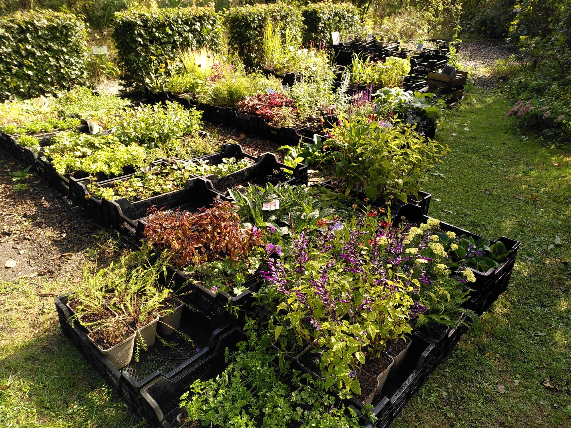 Verkoop biologische planten, volop keuze op het goede moment