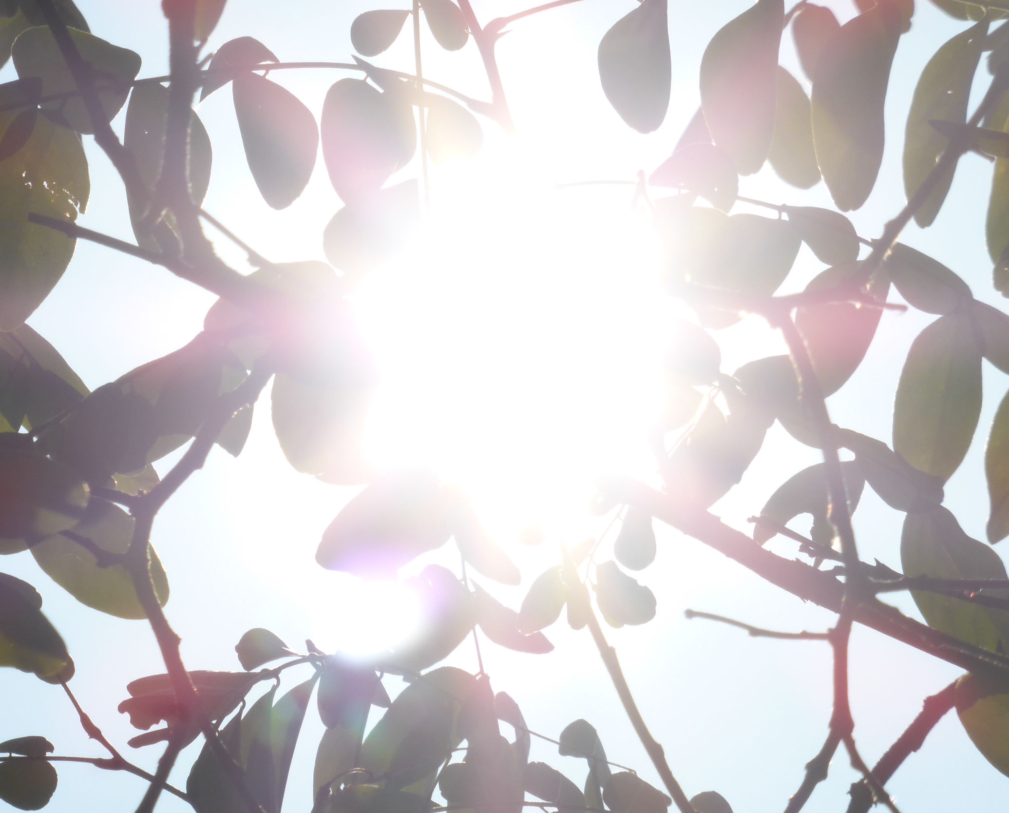 Lezing Ecologisch tuinbeheer bij droogte geeft succes