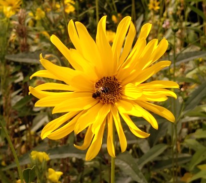 a Naturentuin, aardperen, aug 2022
