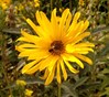 a Naturentuin, aardperen, aug 2022
