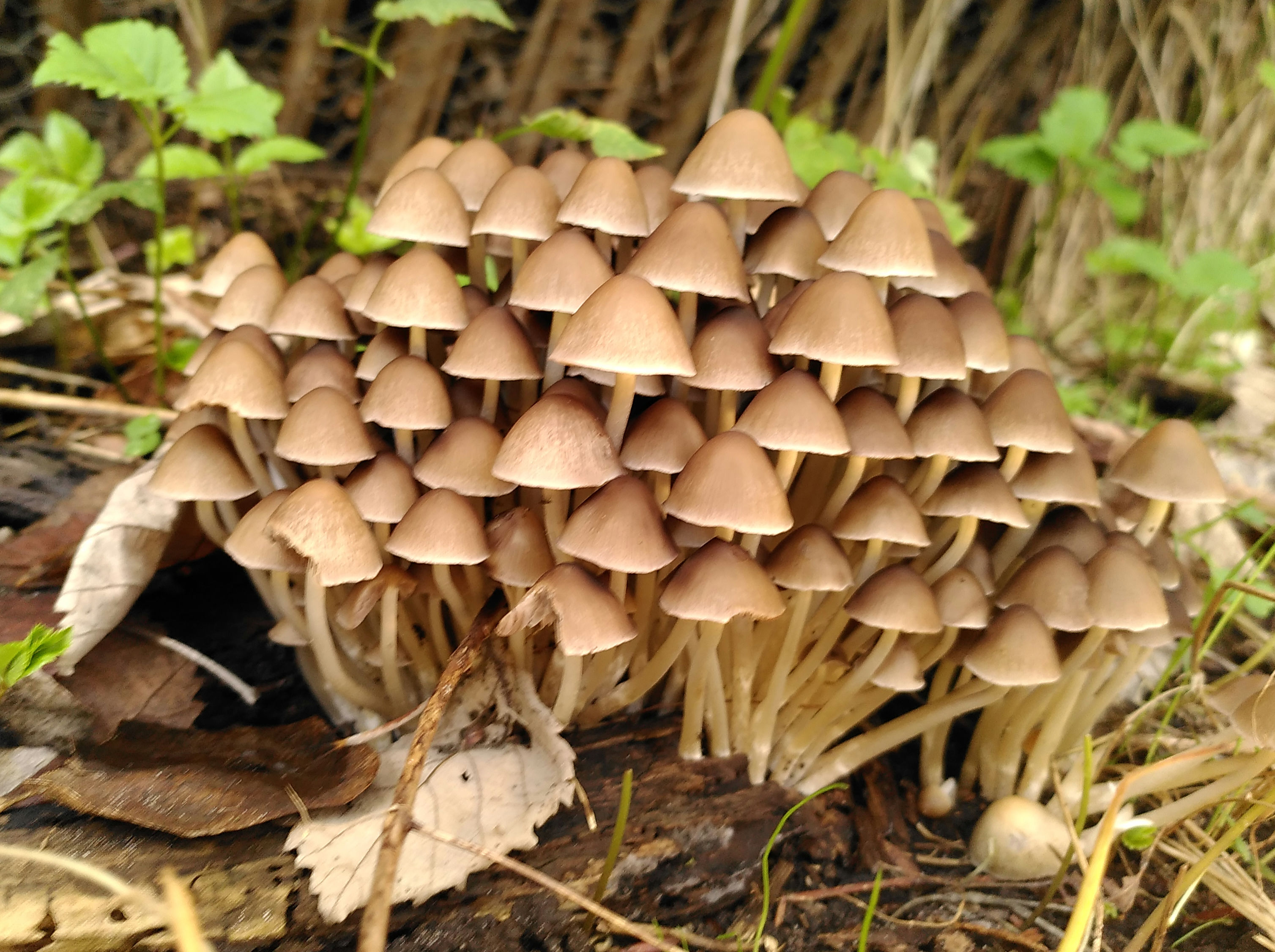 Paddestoelenwandeling