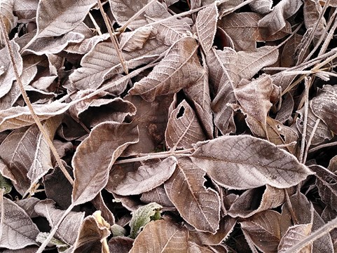 Winter 5