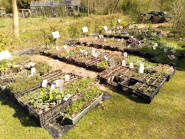 Plantjesdag en bijentelling zondag 19 april