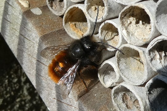 Gehoornde metselbij door Marcel Mutsaers Gehoornde metselbij door Marcel Mutsaers