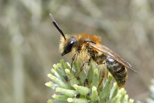 P1050519 Roodgatje Man - Marcel Mutsaers P1050519 Roodgatje Man - Marcel Mutsaers