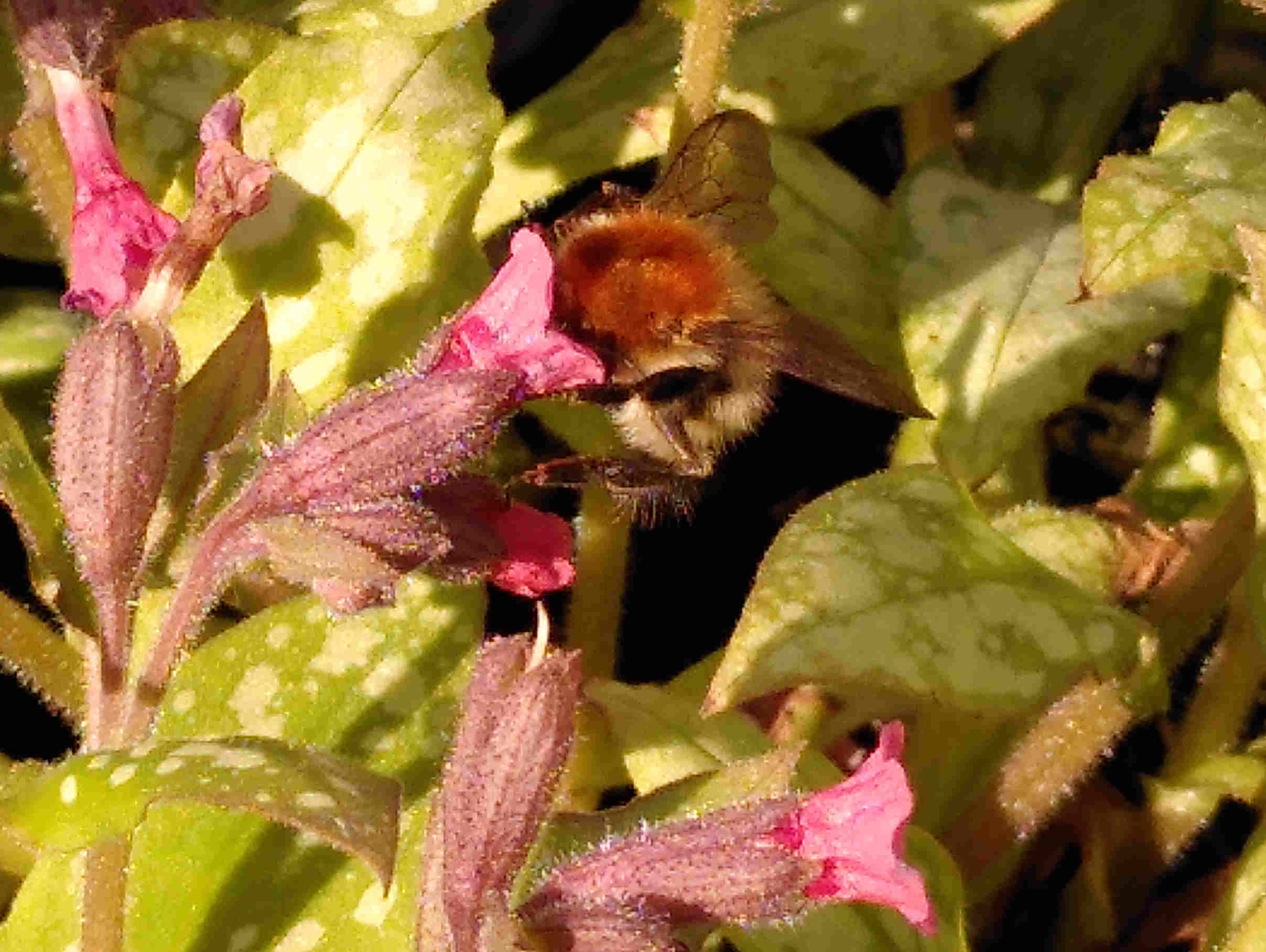Waarom kiezen voor biologische planten?