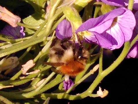 Hommels in de aubrieta