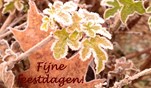 Fijne feestdagen 4