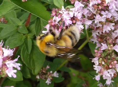 Akkerhommel op marjolein