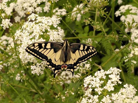 Naturentuin van wei naar ecologische tuin (22)