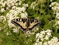 Naturentuin van wei naar ecologische tuin (22)