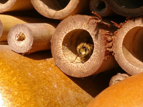 Naturentuin van wei naar ecologische tuin (24)
