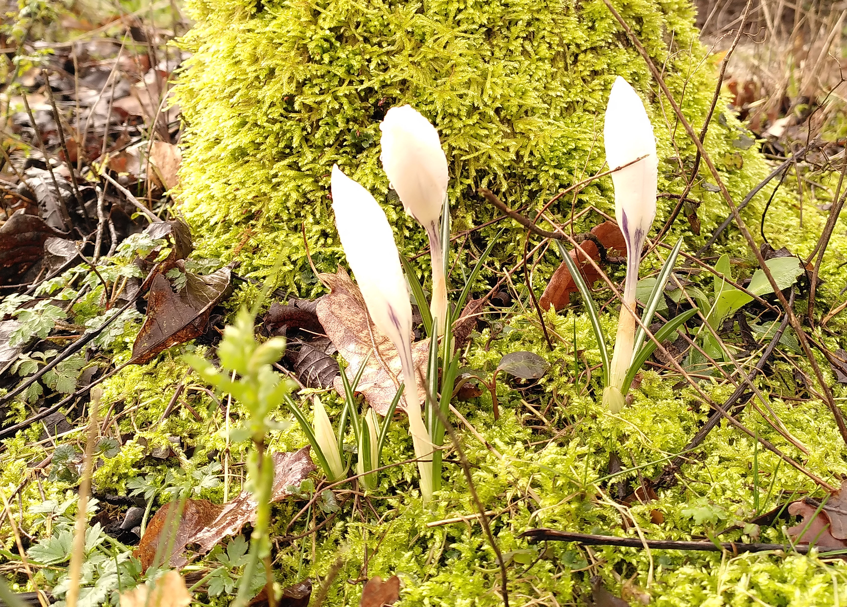 Het is weer voorjaar, kom kijken!