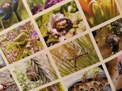 Dierenbingo Naturentuin 1