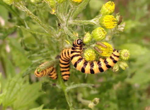 Rupsen stjacobsvlinder Naturentuin