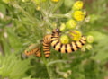 Rupsen stjacobsvlinder Naturentuin