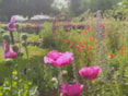 Ecotuindagen in de Naturentuin 2