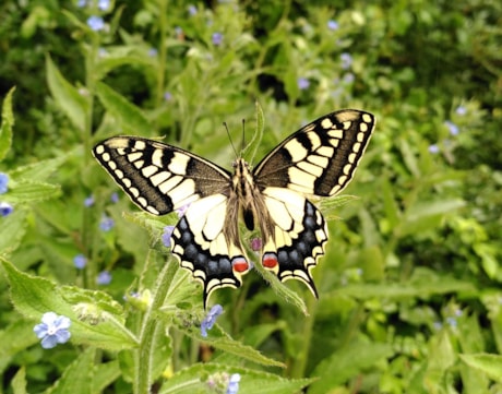 Ecotuindagen in de Naturentuin 4