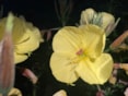 Nachtvlinderavond 9-7-2026 Naturentuin Beatrijs (2)
