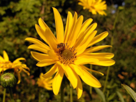 In mei volgend jaar stopt de Naturentuin definitief