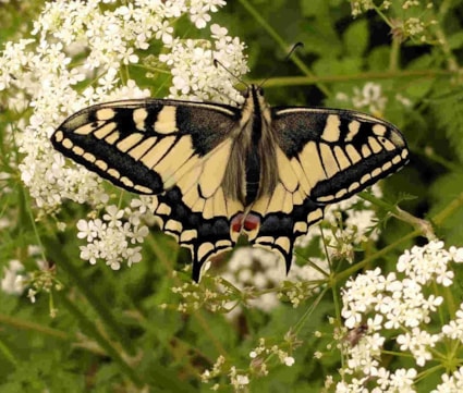 Koninginnepage in de Naturentuin