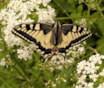 Koninginnepage in de Naturentuin
