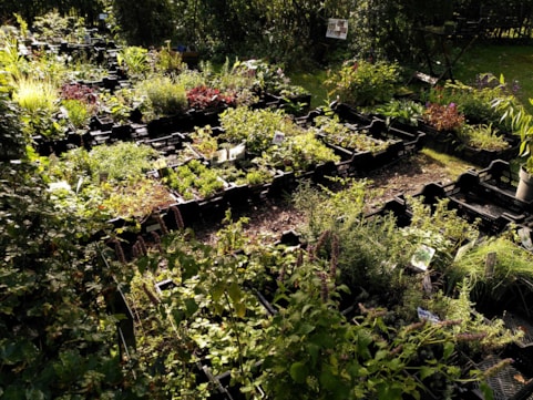 a Plantjesdag 2025-09 (2)