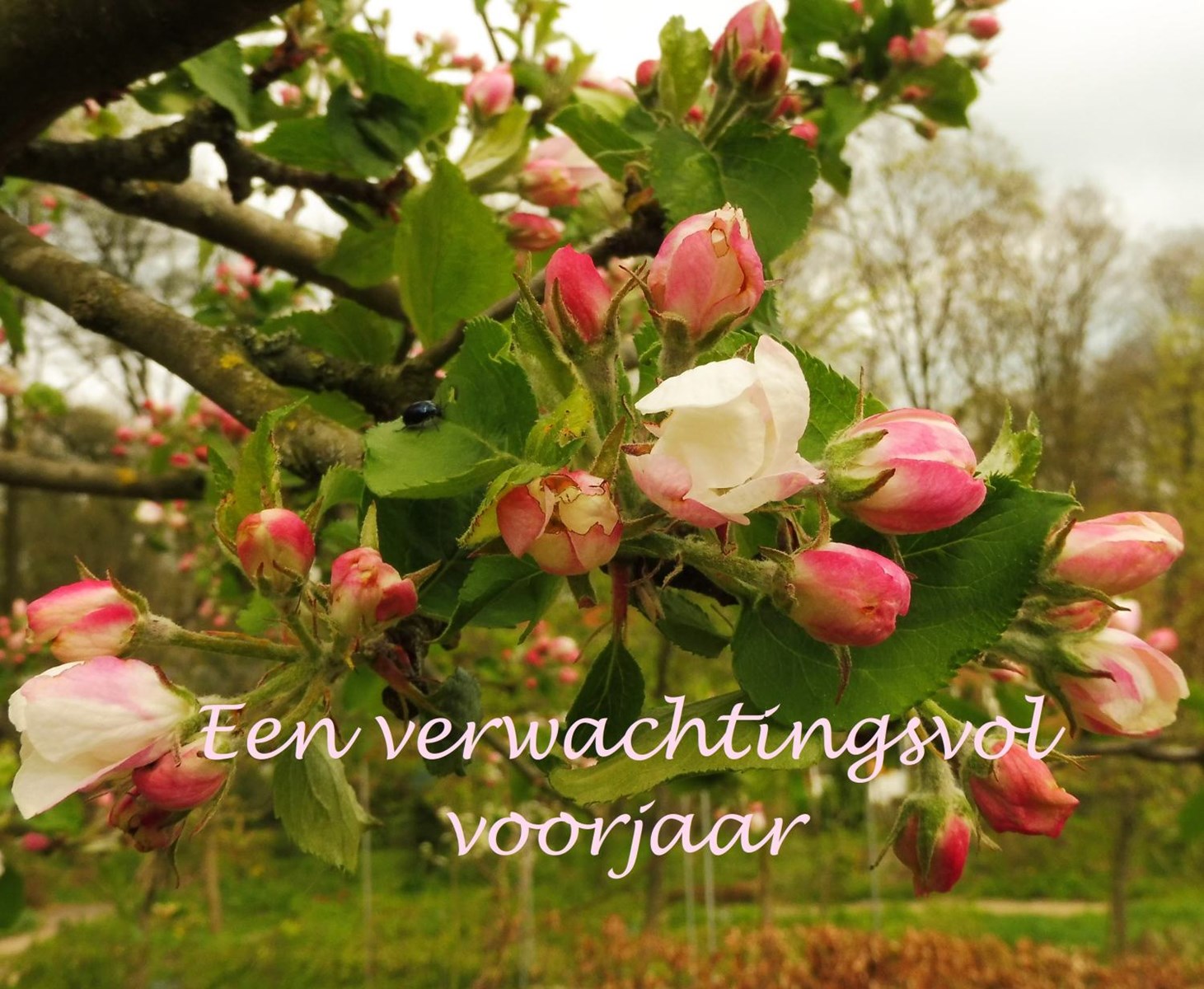 Eindwens 2018-03